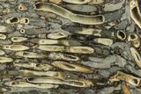 Polished Fossil Teredo (Shipworm Bored) Wood - England #206445-1